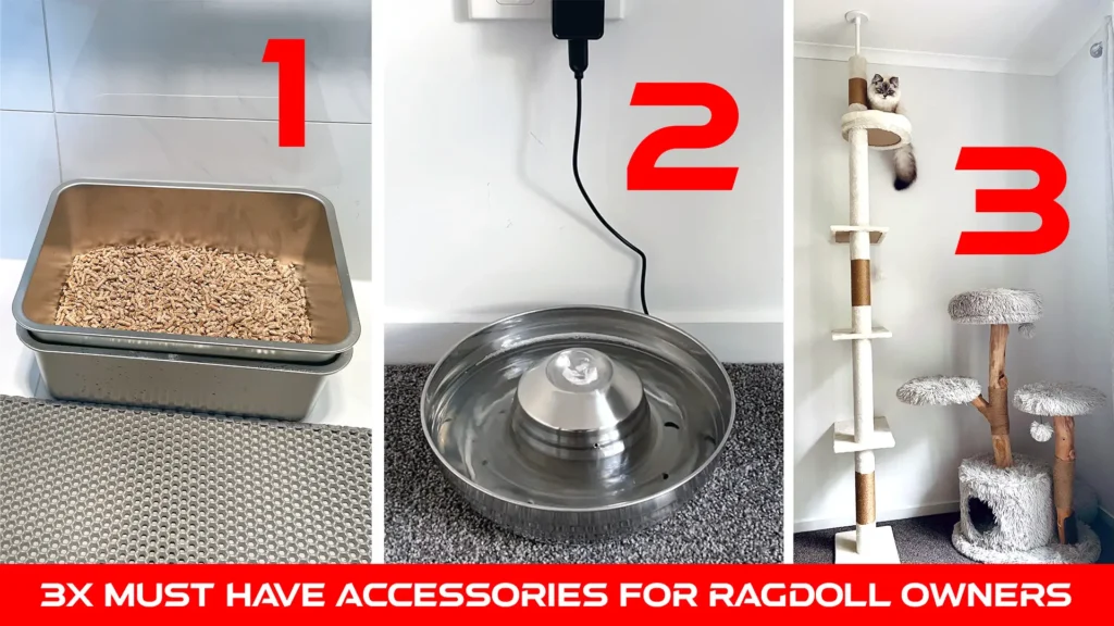 Essential Must Have Tools Accessories for Ragdoll Cat Owners - best investments you can make.