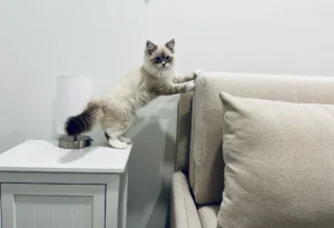 RAGDOLL FUN CLUB, ragdoll cats and kittens funny stories, pics, videos and music.