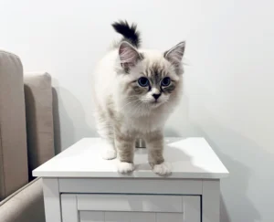 RAGDOLL FUN CLUB, ragdoll cats and kittens funny stories, pics, videos and music.