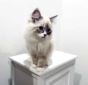 RAGDOLL FUN CLUB, ragdoll cats and kittens funny stories, pics, videos and music.