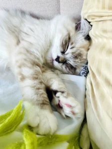 RAGDOLL FUN CLUB, ragdoll cats and kittens funny stories, pics, videos and music.