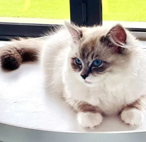 RAGDOLL FUN CLUB, ragdoll cats and kittens funny stories, pics, videos and music.