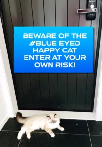RAGDOLL FUN CLUB, ragdoll cats and kittens funny stories, pics, videos and music.