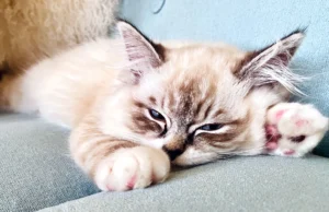RAGDOLL FUN CLUB, ragdoll cats and kittens funny stories, pics, videos and music.