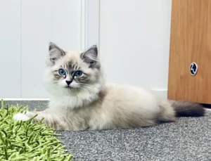 RAGDOLL FUN CLUB, ragdoll cats and kittens funny stories, pics, videos and music.