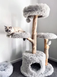 RAGDOLL FUN CLUB, ragdoll cats and kittens funny stories, pics, videos and music.