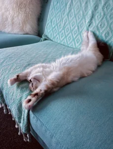 RAGDOLL FUN CLUB, ragdoll cats and kittens funny stories, pics, videos and music.