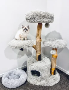 RAGDOLL FUN CLUB, ragdoll cats and kittens funny stories, pics, videos and music.