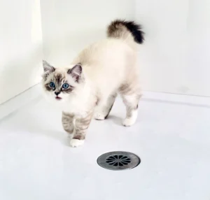 RAGDOLL FUN CLUB, ragdoll cats and kittens funny stories, pics, videos and music.