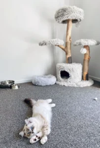RAGDOLL FUN CLUB, ragdoll cats and kittens funny stories, pics, videos and music.