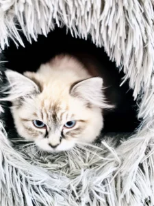 RAGDOLL FUN CLUB, ragdoll cats and kittens funny stories, pics, videos and music.