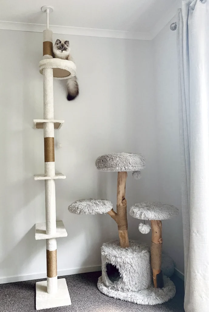 Tall Cat Tree with Scratching Posts & Shelves ragdoll cat