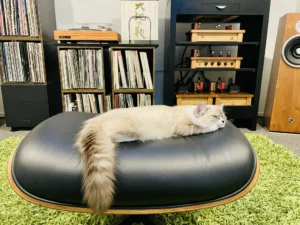RAGDOLL FUN CLUB, ragdoll cats and kittens funny stories, pics, videos and music.