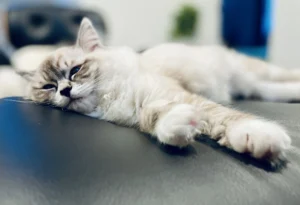 RAGDOLL FUN CLUB, ragdoll cats and kittens funny stories, pics, videos and music.