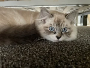 RAGDOLL FUN CLUB, ragdoll cats and kittens funny stories, pics, videos and music.