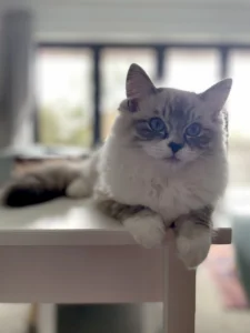 RAGDOLL FUN CLUB, ragdoll cats and kittens funny stories, pics, videos and music.