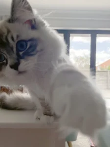 RAGDOLL FUN CLUB, ragdoll cats and kittens funny stories, pics, videos and music.
