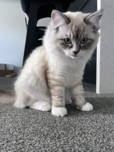 RAGDOLL FUN CLUB, ragdoll cats and kittens funny stories, pics, videos and music.