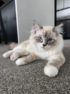 RAGDOLL FUN CLUB, ragdoll cats and kittens funny stories, pics, videos and music.