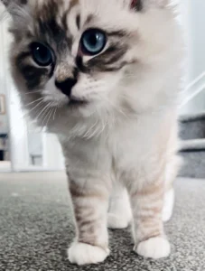 RAGDOLL FUN CLUB, ragdoll cats and kittens funny stories, pics, videos and music.