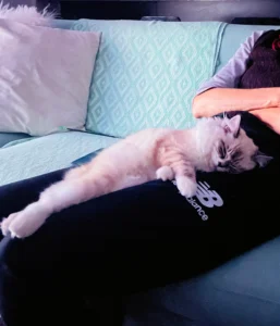 RAGDOLL FUN CLUB, ragdoll cats and kittens funny stories, pics, videos and music.