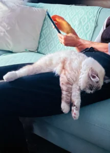 RAGDOLL FUN CLUB, ragdoll cats and kittens funny stories, pics, videos and music.