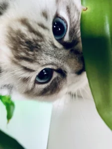 RAGDOLL FUN CLUB, ragdoll cats and kittens funny stories, pics, videos and music.