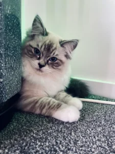 RAGDOLL FUN CLUB, ragdoll cats and kittens funny stories, pics, videos and music.