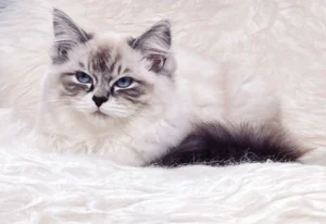 RAGDOLL FUN CLUB, ragdoll cats and kittens funny stories, pics, videos and music.