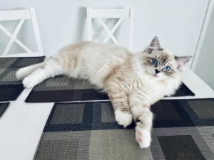 RAGDOLL FUN CLUB, ragdoll cats and kittens funny stories, pics, videos and music.