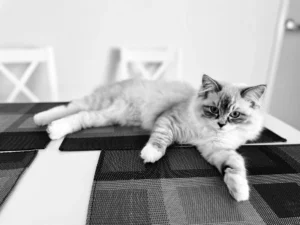 RAGDOLL FUN CLUB, ragdoll cats and kittens funny stories, pics, videos and music.