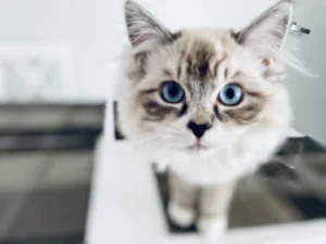 RAGDOLL FUN CLUB, ragdoll cats and kittens funny stories, pics, videos and music.