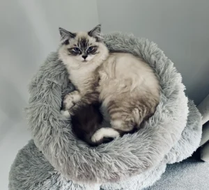 RAGDOLL FUN CLUB, ragdoll cats and kittens funny stories, pics, videos and music.