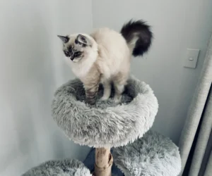 RAGDOLL FUN CLUB, ragdoll cats and kittens funny stories, pics, videos and music.
