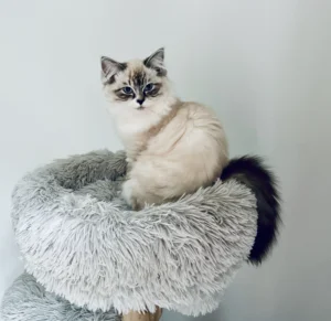RAGDOLL FUN CLUB, ragdoll cats and kittens funny stories, pics, videos and music.