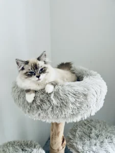 RAGDOLL FUN CLUB, ragdoll cats and kittens funny stories, pics, videos and music.