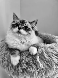 RAGDOLL FUN CLUB, ragdoll cats and kittens funny stories, pics, videos and music.