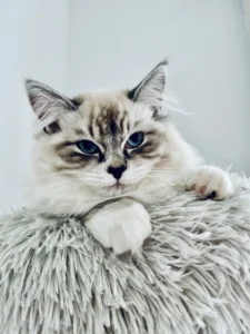 RAGDOLL FUN CLUB, ragdoll cats and kittens funny stories, pics, videos and music.