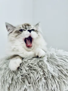 RAGDOLL FUN CLUB, ragdoll cats and kittens funny stories, pics, videos and music.