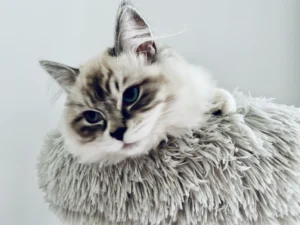 RAGDOLL FUN CLUB, ragdoll cats and kittens funny stories, pics, videos and music.