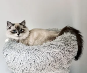 RAGDOLL FUN CLUB, ragdoll cats and kittens funny stories, pics, videos and music.
