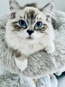 RAGDOLL FUN CLUB, ragdoll cats and kittens funny stories, pics, videos and music.